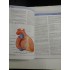 ANATOMY  FOR  STUDENTS * GRAY'S  -  Richard L. Drake * A. Wayne Vogl * Adam W. M. Mitchell 